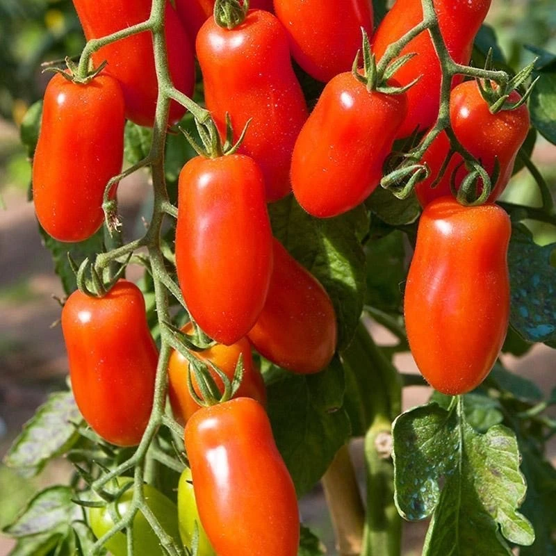 tomato seeds2
