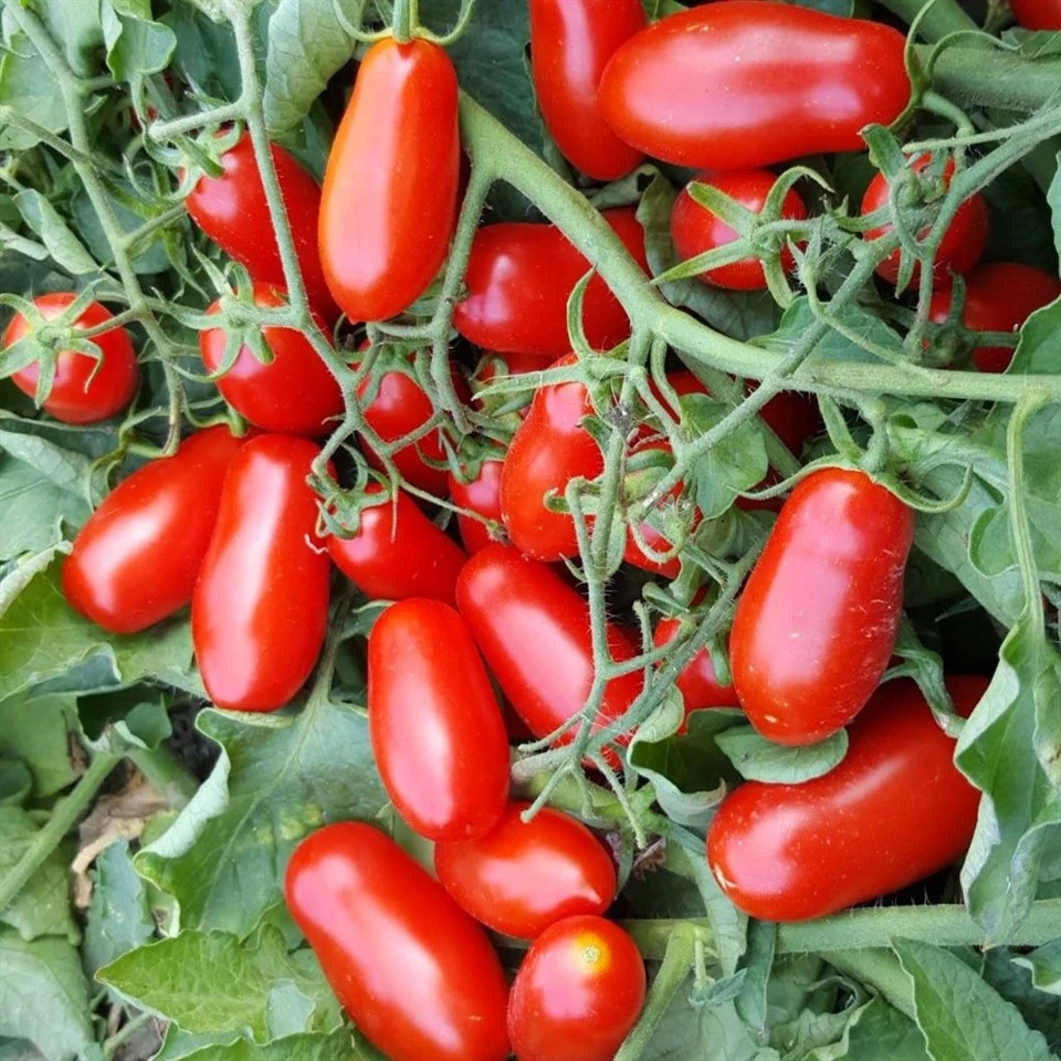 Biji varietas tomat pusaka