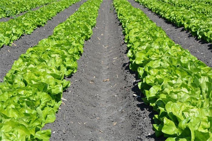 LE-LB1 Green Lettuce Seeds (LE-LB1) 2(002)