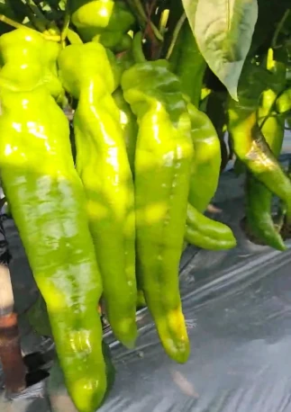 Newly Developed Light-yellow Hot Pepper Seeds1