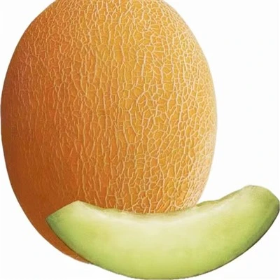 Biji cantaloupe terbaik
