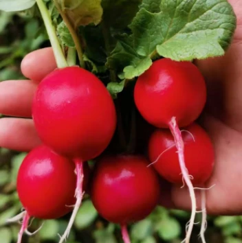 Lobak Ceri Gourmet Warna Merah Cerah RA-C1